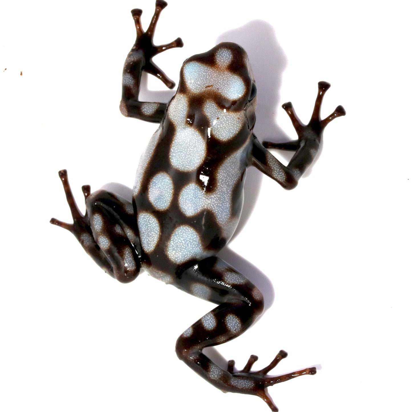 D. Auratus - Pena Blanca