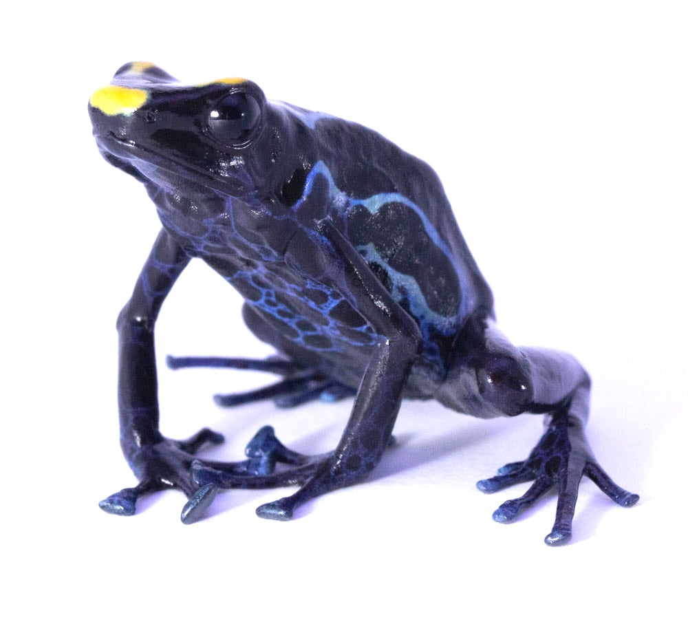 D. Tinctorius - True Sipaliwini Morph