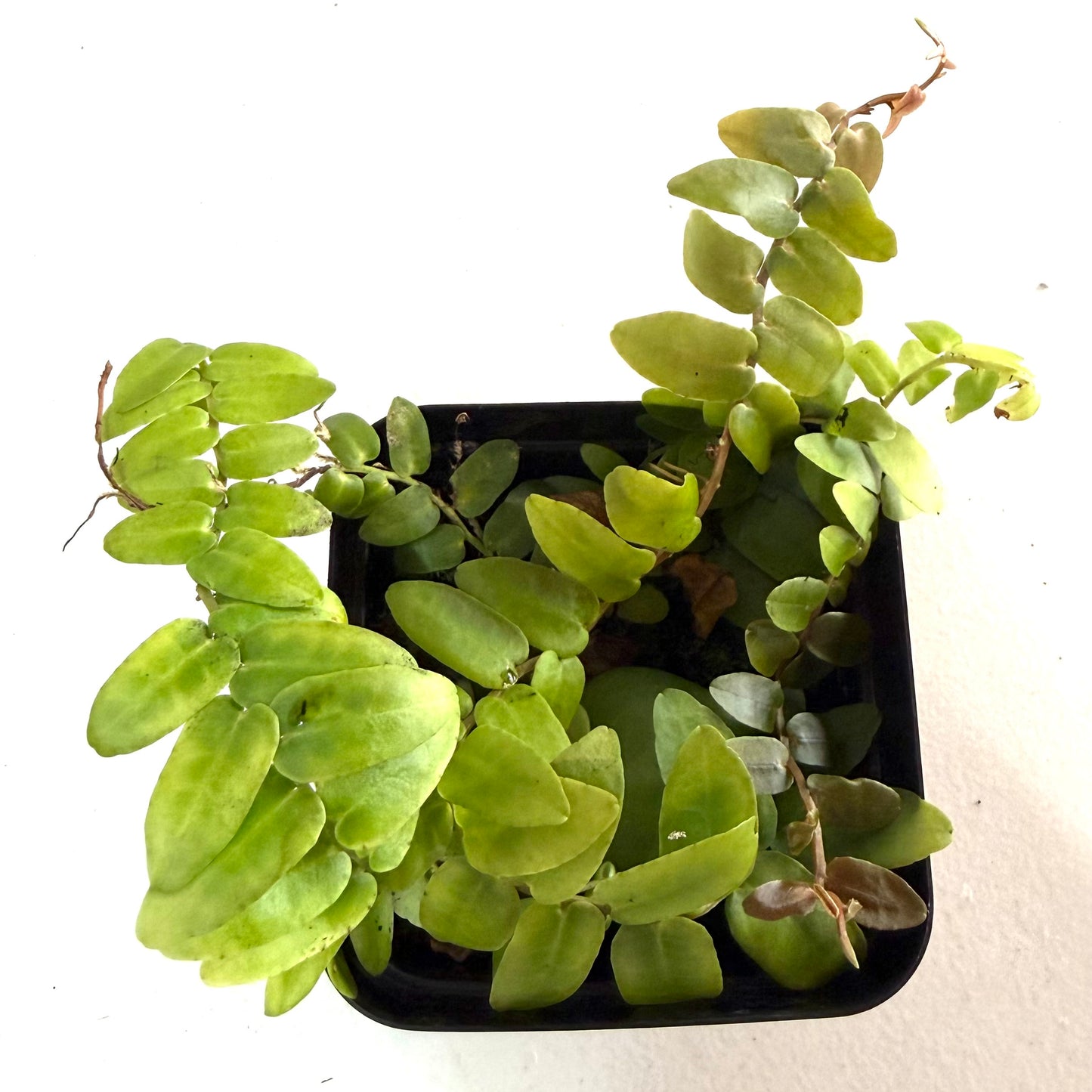 Marcgravia Sintenisii