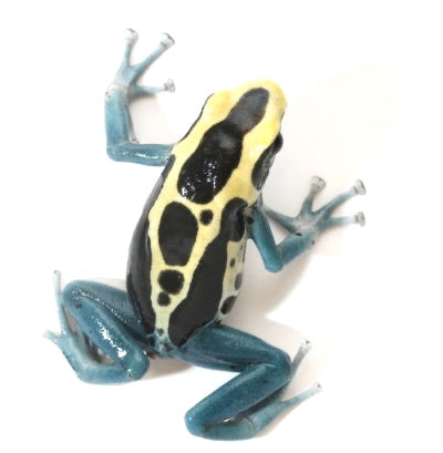 D. Tinctorius - Patricia Morph