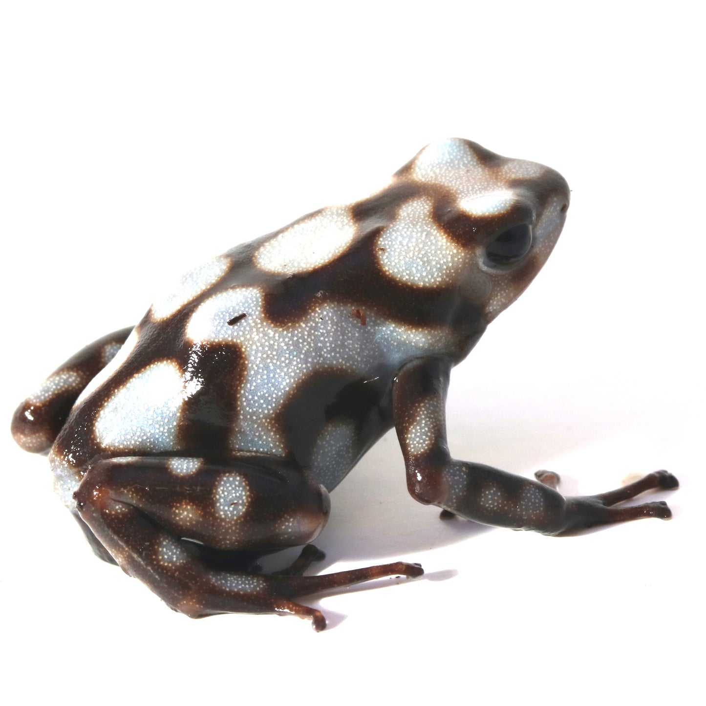 D. Auratus - Pena Blanca