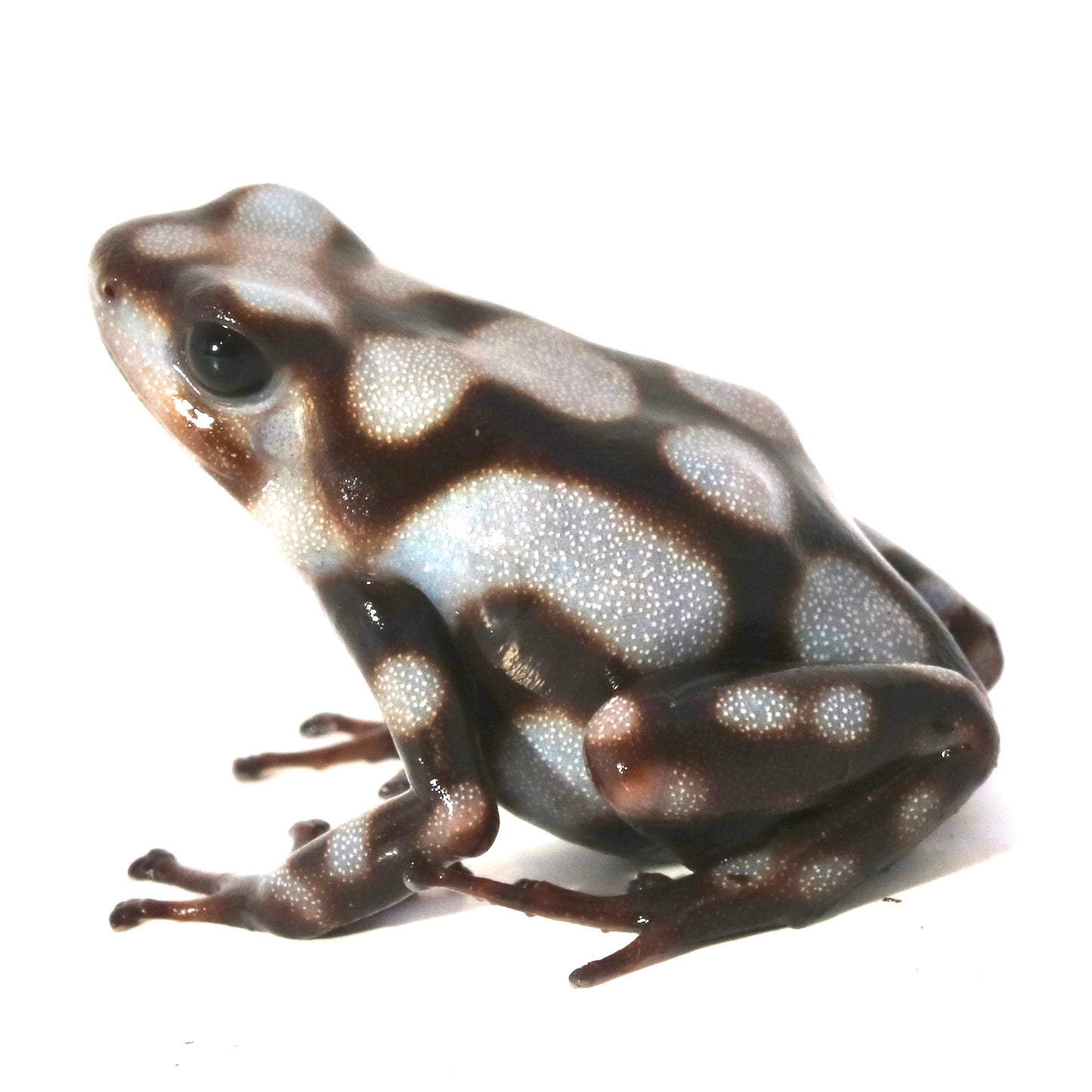 D. Auratus - Pena Blanca