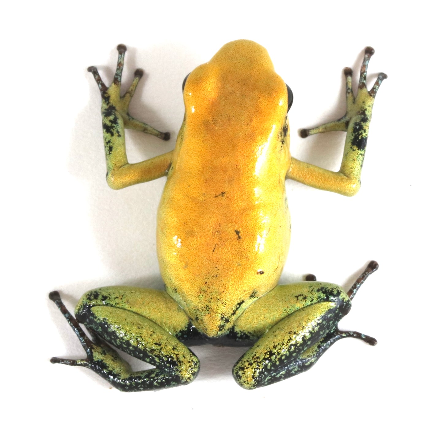 P. Terribilis - Yellow