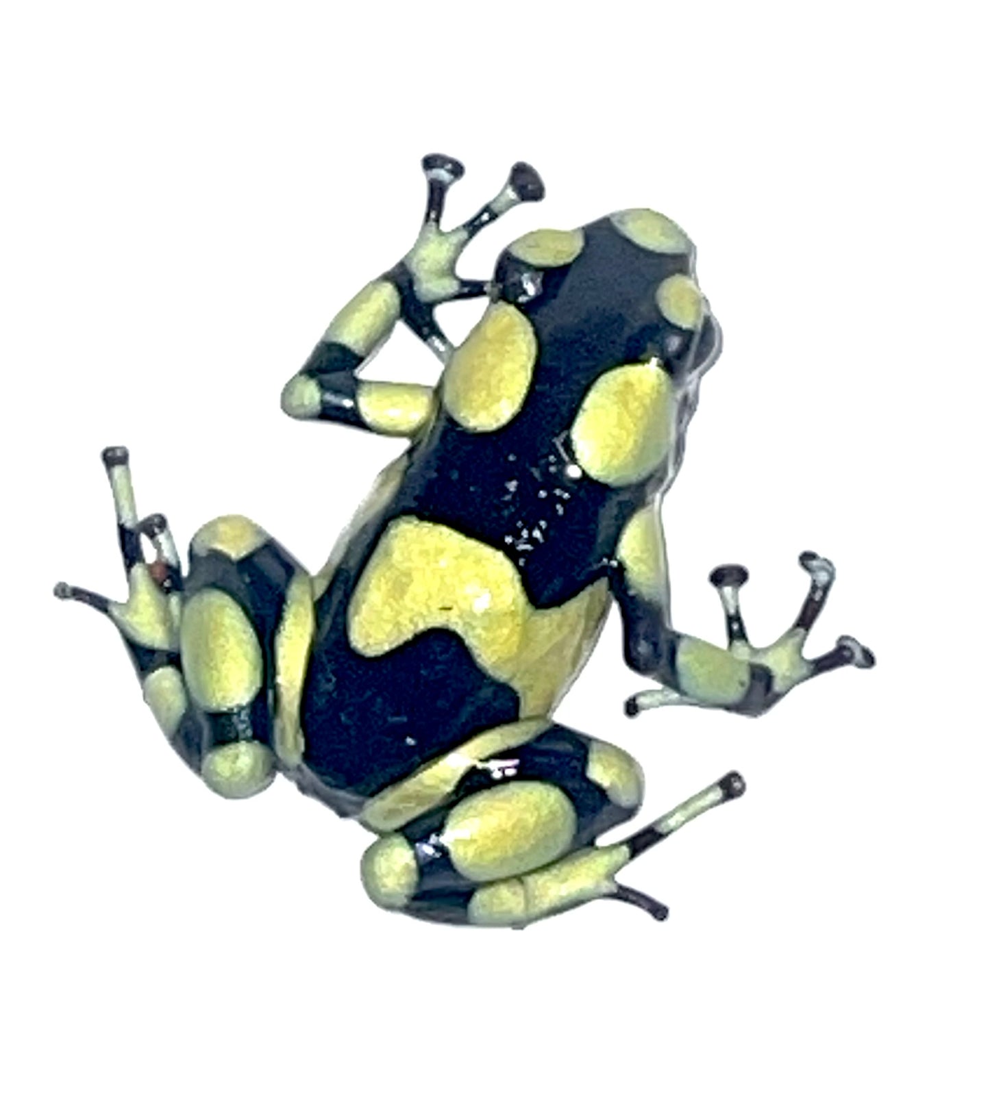 D. Auratus - Capurgana (Colombian Yellow)