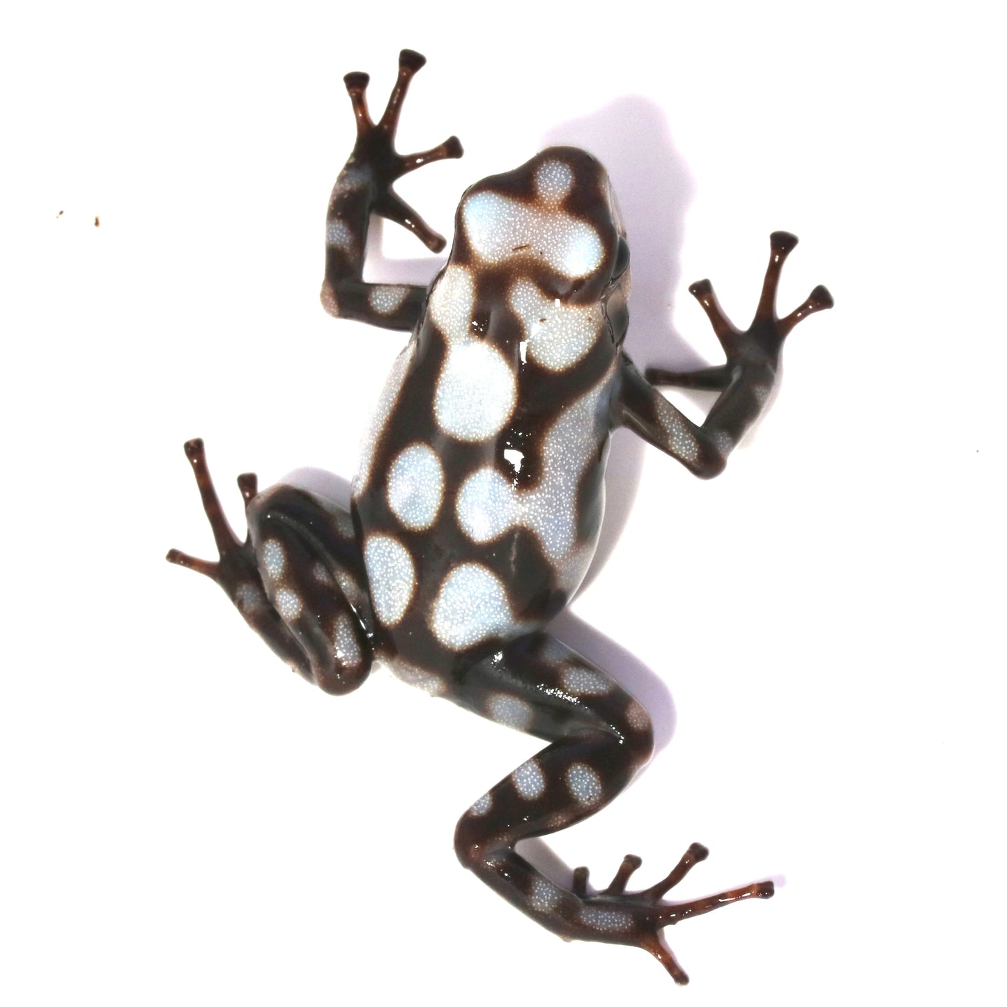 D. Auratus - Pena Blanca