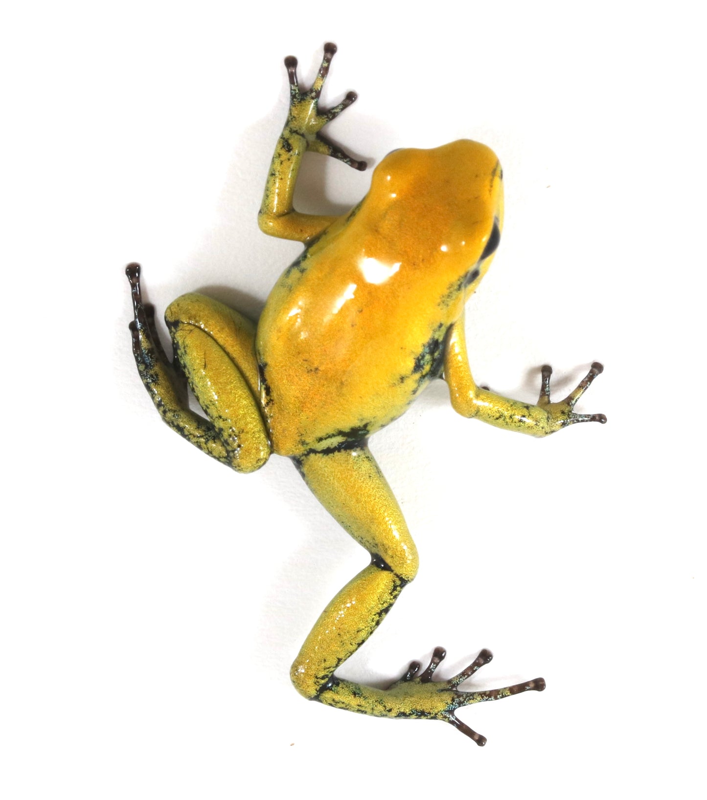 P. Terribilis - Yellow
