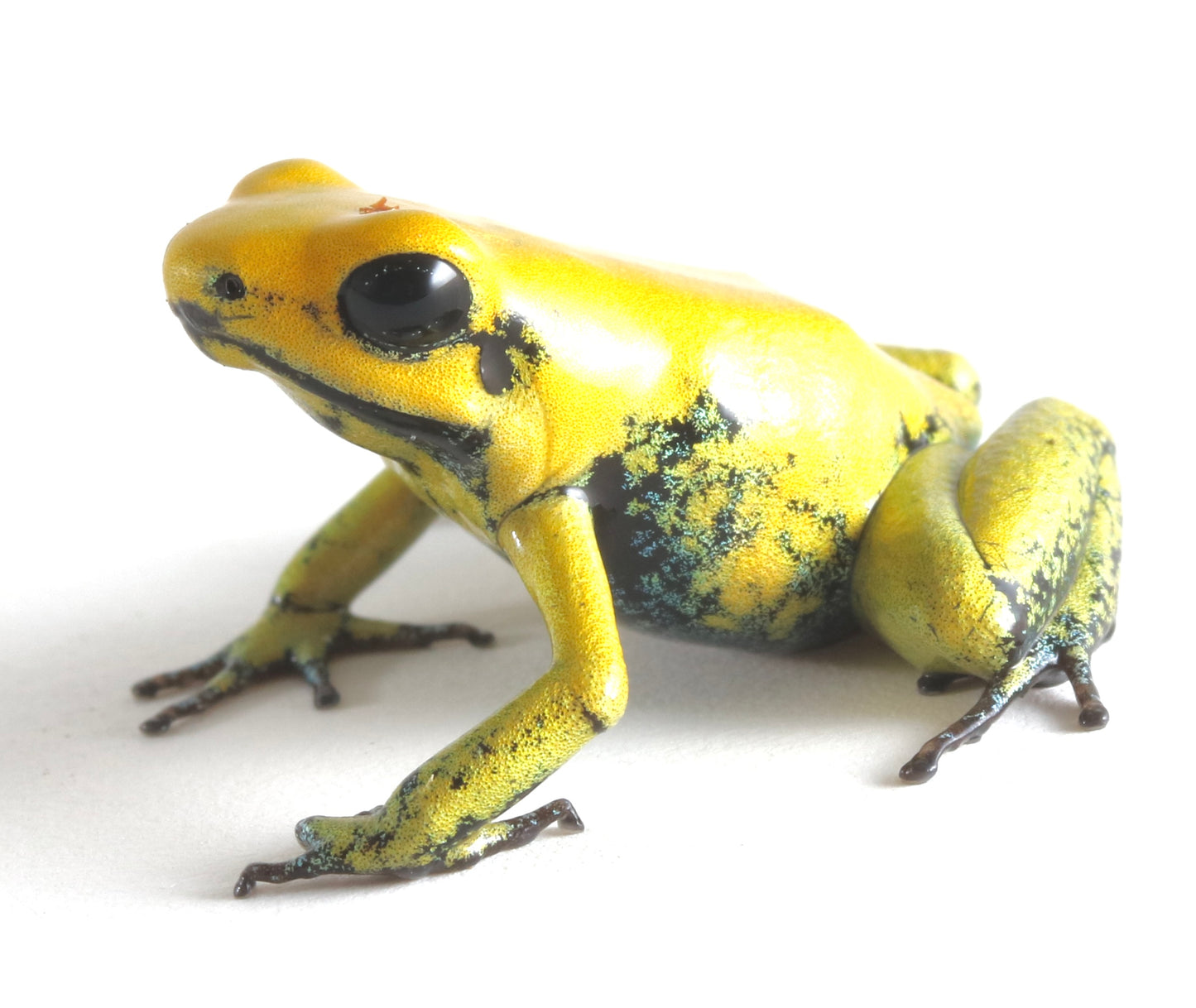 P. Terribilis - Yellow