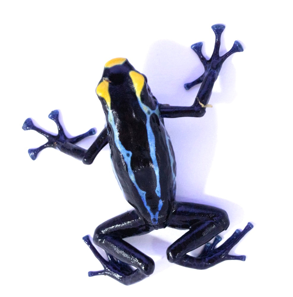 D. Tinctorius - True Sipaliwini Morph