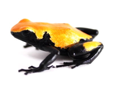 A. Galactonotus - Orange Morph