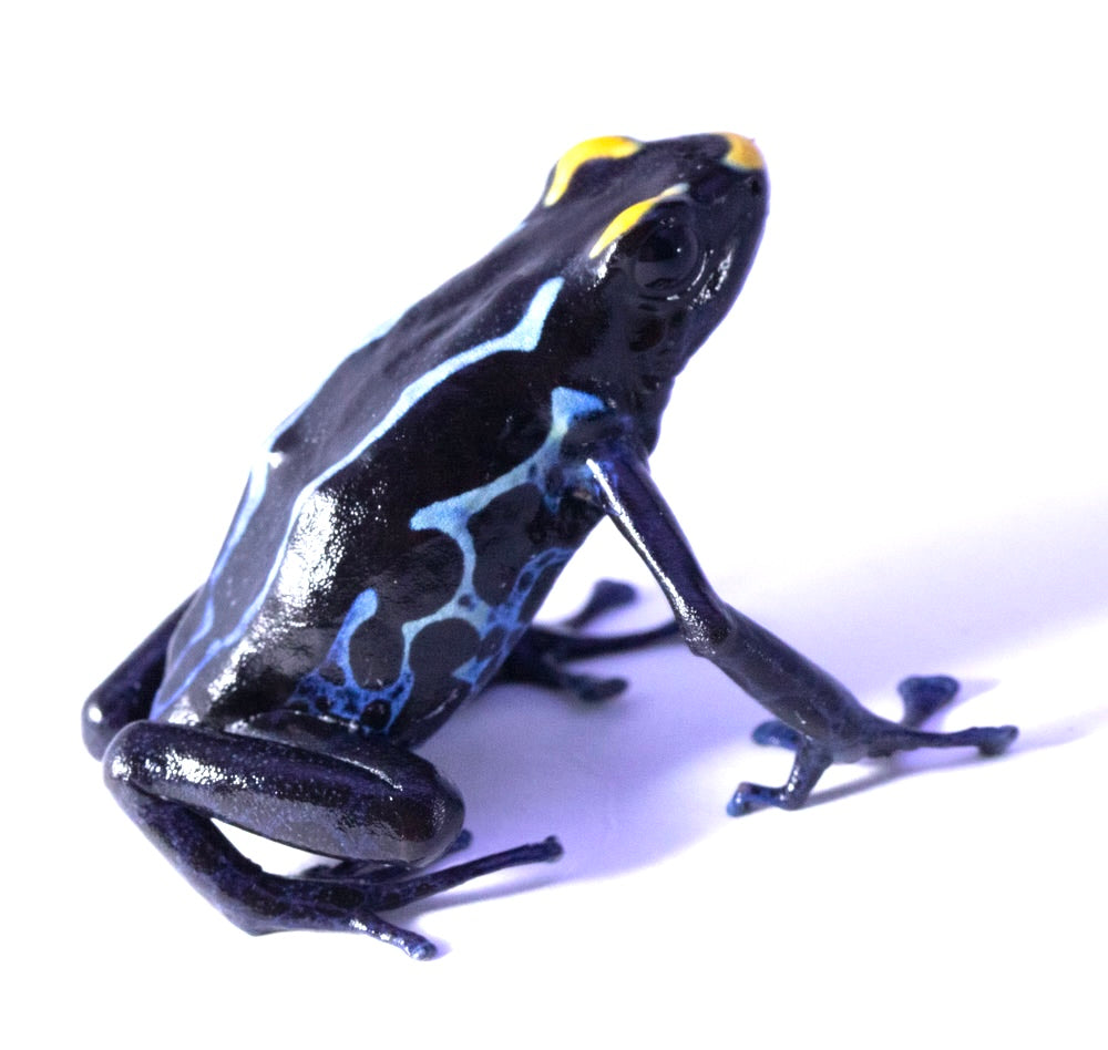 D. Tinctorius - True Sipaliwini Morph