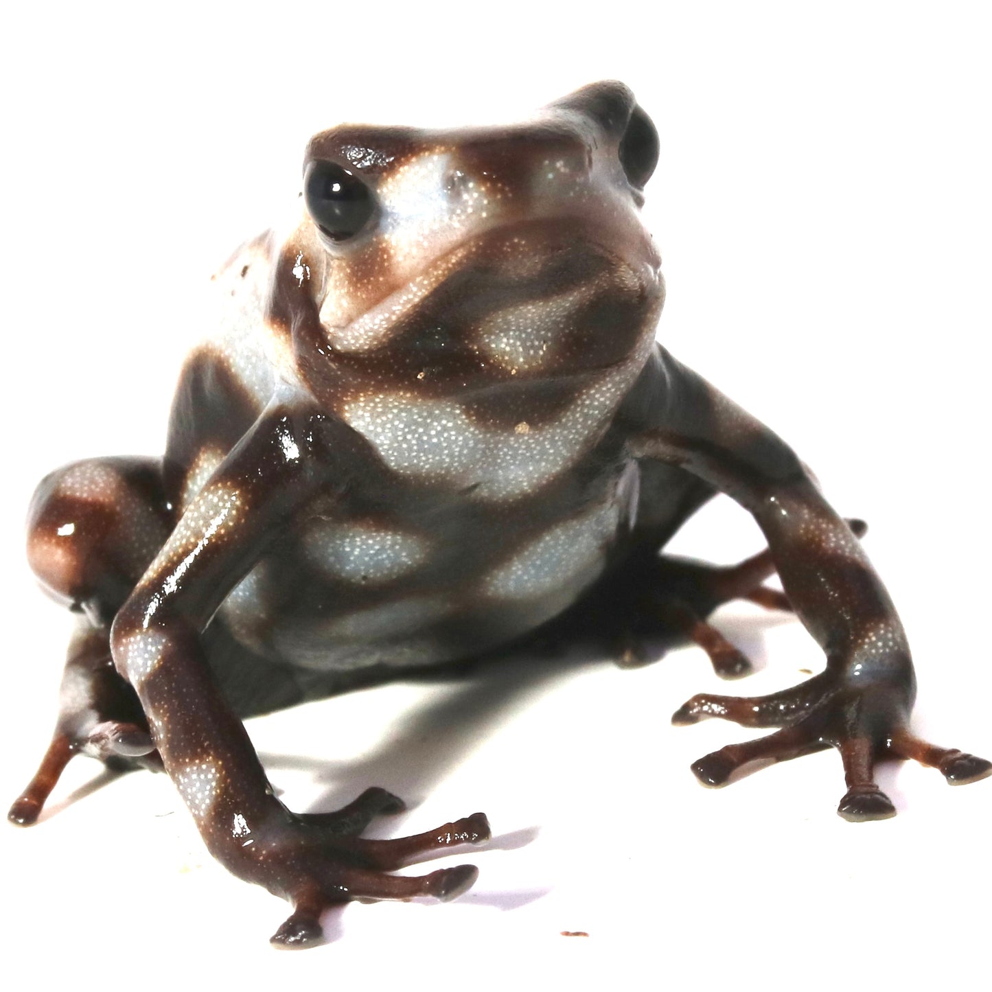 D. Auratus - Pena Blanca