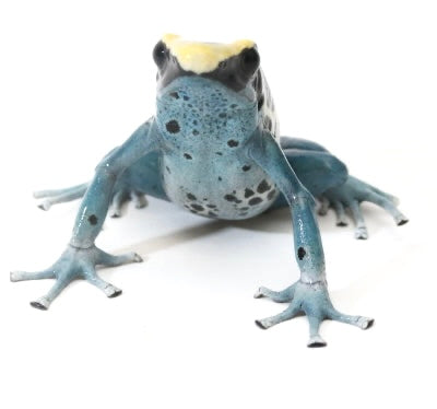 D. Tinctorius - Patricia Morph