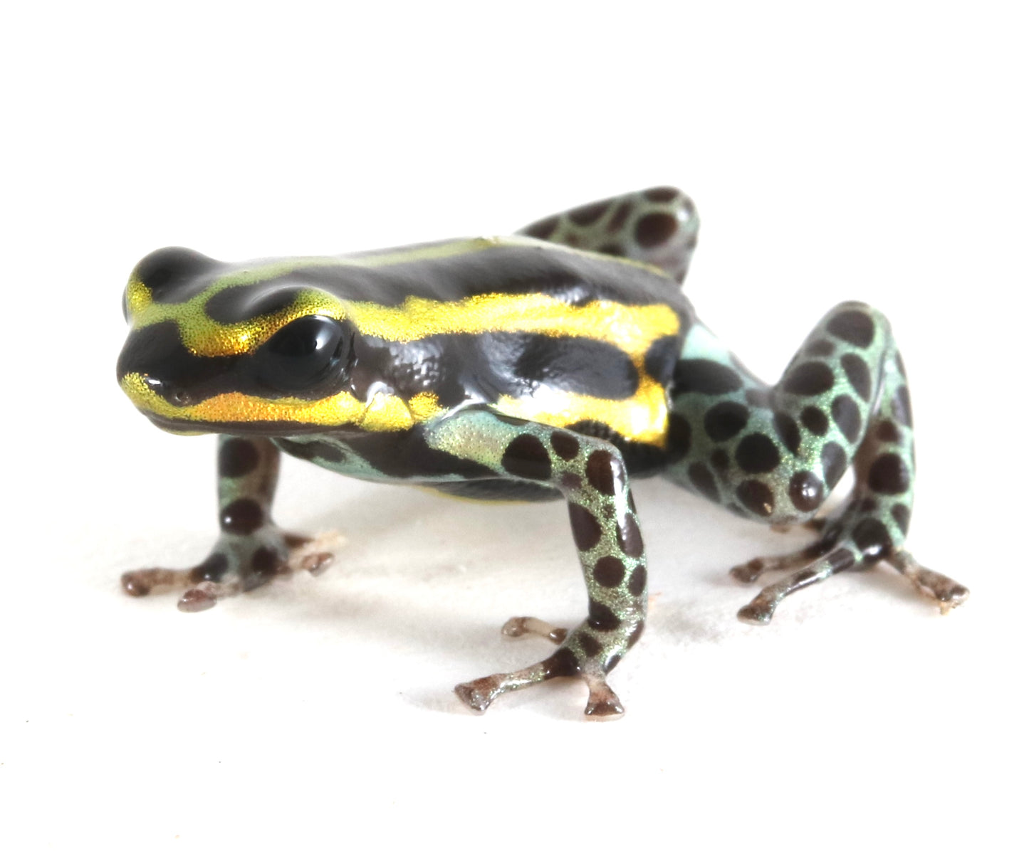 R. Sirensis - Rio Pachitea Yellow