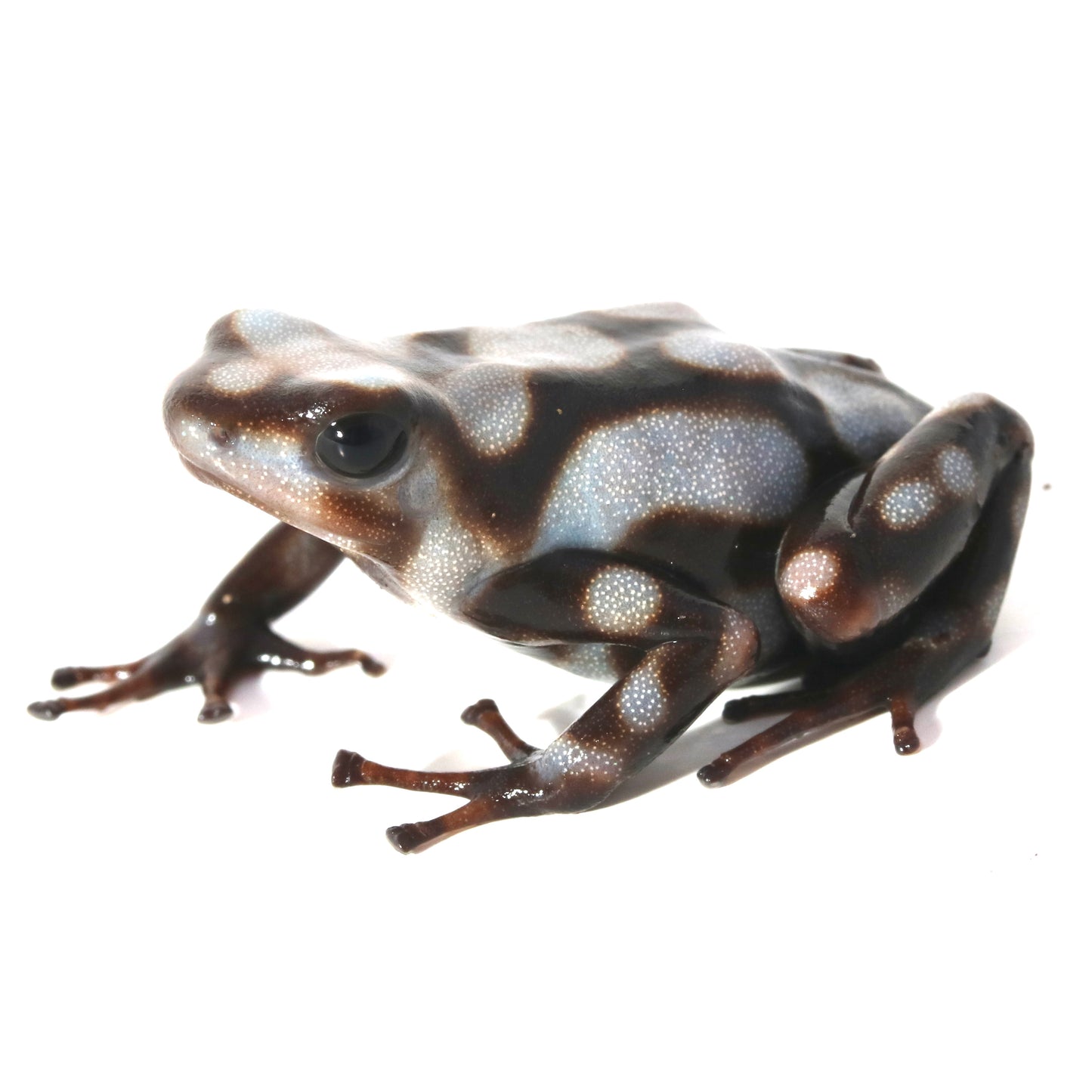 D. Auratus - Pena Blanca