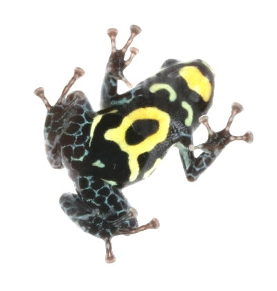 R. Vanzolini