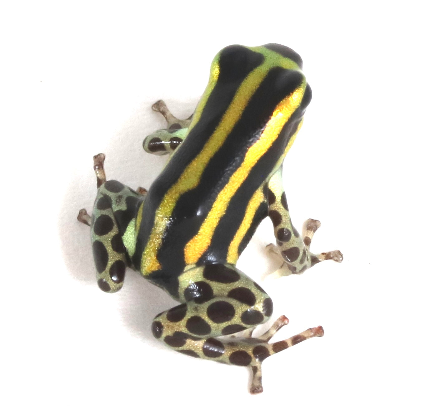 R. Sirensis - Rio Pachitea Yellow