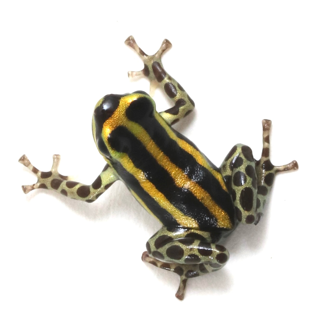 R. Sirensis - Rio Pachitea Yellow