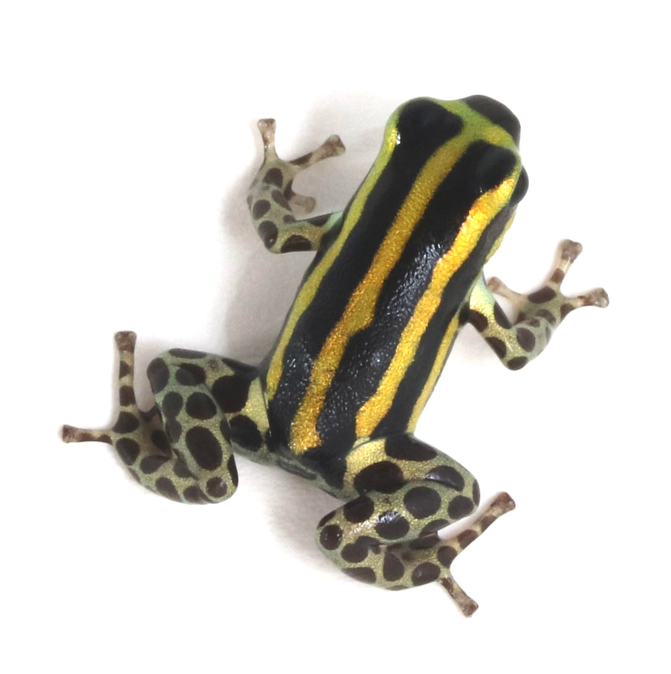 R. Sirensis - Rio Pachitea Yellow