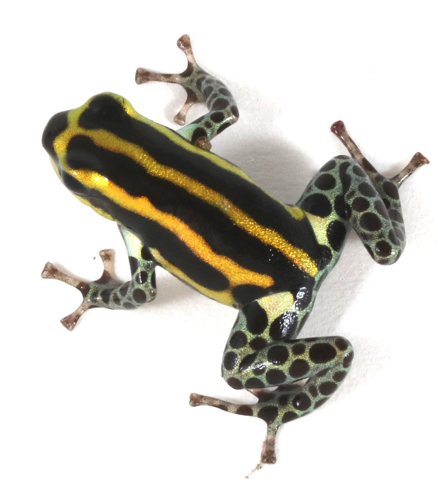 R. Sirensis - Rio Pachitea Yellow