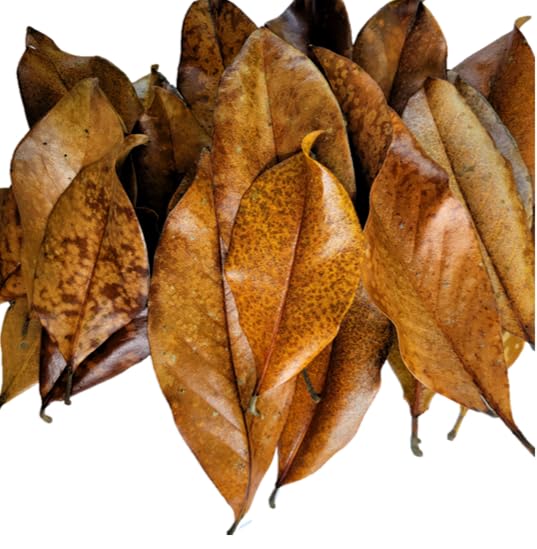 Dried Magnolia Leaves (1 gallon)