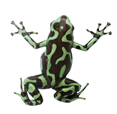 D. Auratus - Reticulated