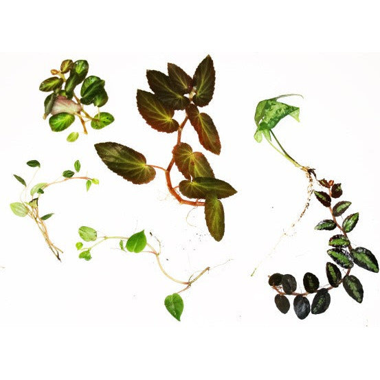 Tropical Plant Starter Pack