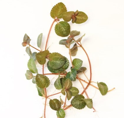 Pilea Nummulariifolia