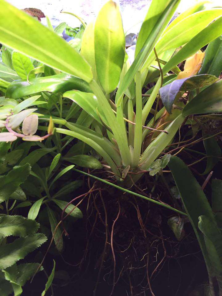 Philodendron Wend-Imbe
