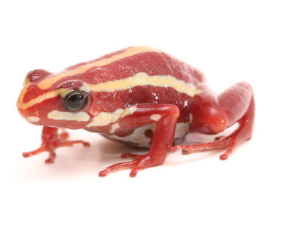 E. Anthonyi - Santa Isabel