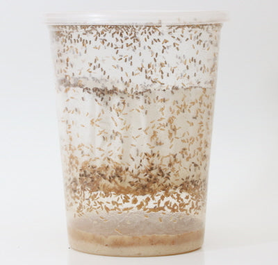 32oz "Golden Delicious" Wingless Drosophila Melanogaster