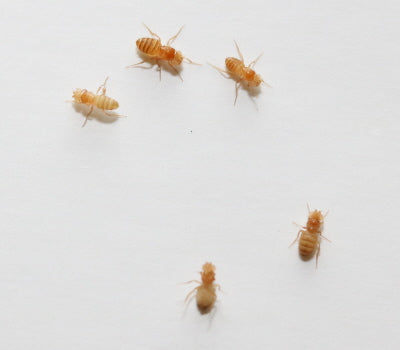 32oz "Golden Delicious" Wingless Drosophila Melanogaster