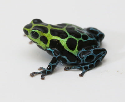 R. Variabilis - Southern