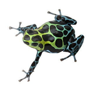 R. Variabilis - Southern