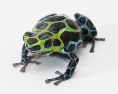 R. Variabilis - Southern