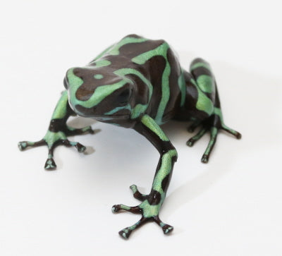 D. Auratus - Reticulated