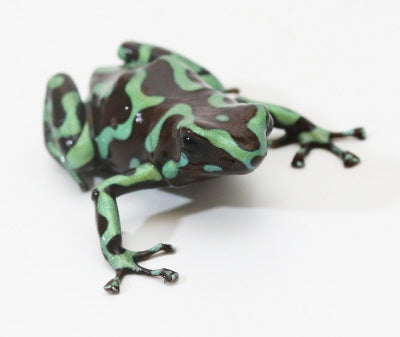 D. Auratus - Reticulated