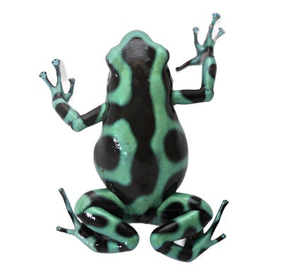 D. Auratus - Green/Black