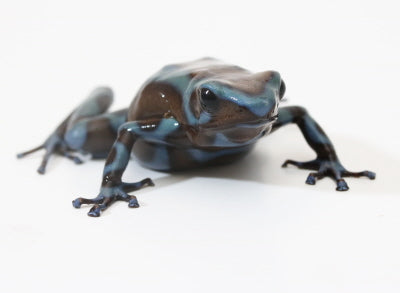 D. Auratus - Blue/Black