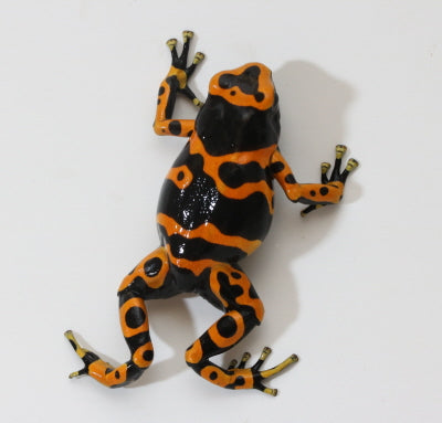 D. Leucomelas - Standard