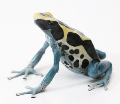 D. Tinctorius - Patricia Morph