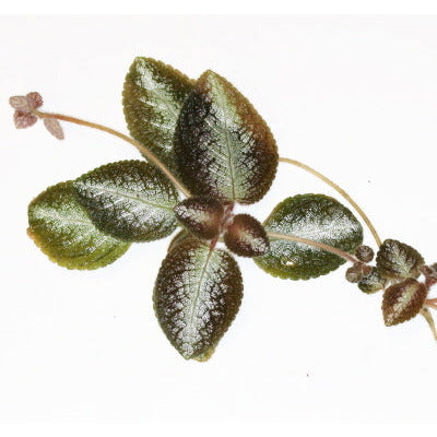 Episcia "Silver Skies"