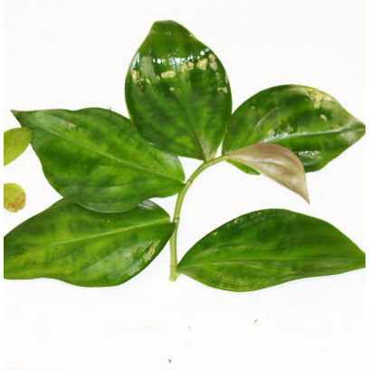 Monocostus Uniflorus