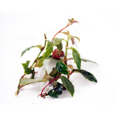 Begonia Glabra