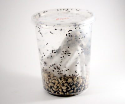 Insect Culture Lids Only