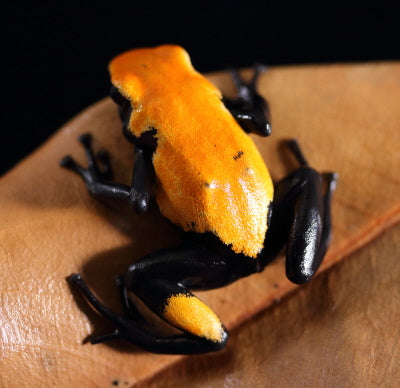 A. Galactonotus - Orange Morph
