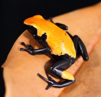 A. Galactonotus - Orange Morph