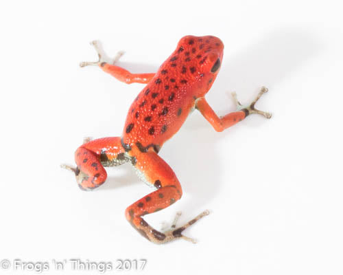 O. Pumilio - Red Frog Beach Bastimentos