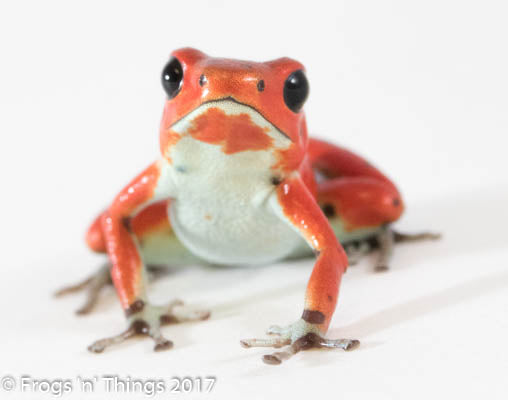 O. Pumilio - Red Frog Beach Bastimentos