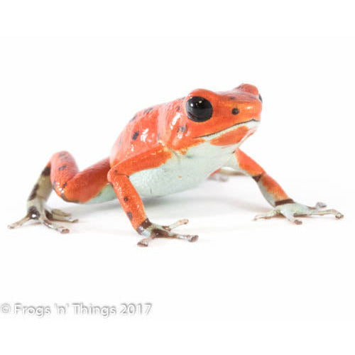 O. Pumilio - Red Frog Beach Bastimentos