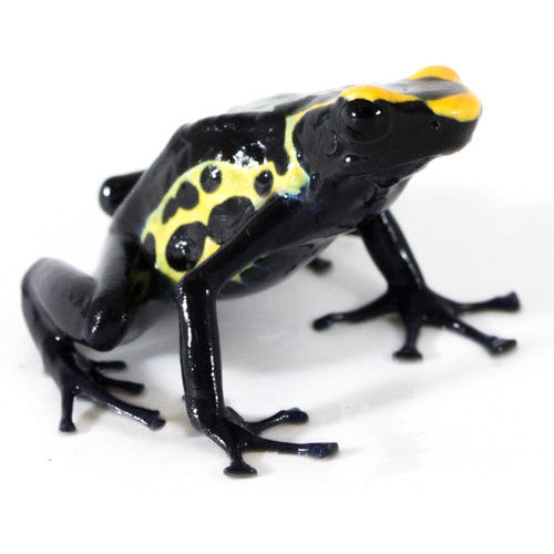 D. Tinctorius - Robertus Morph